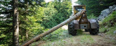 Abattage d'arbres en sud Ardeche